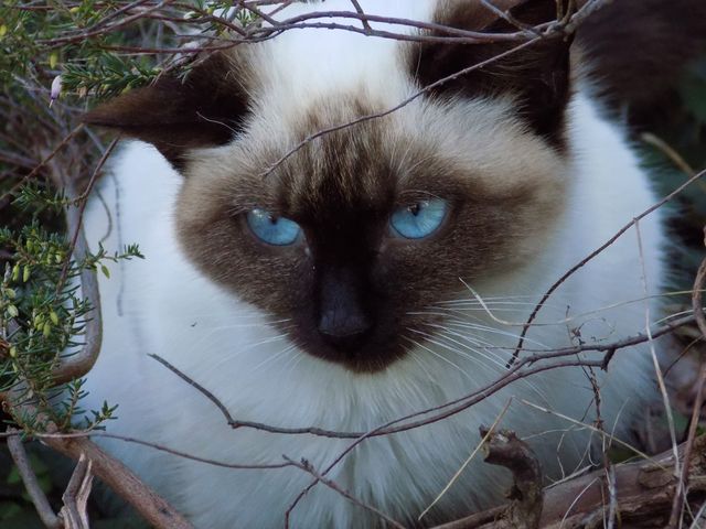 Peeking Eyes