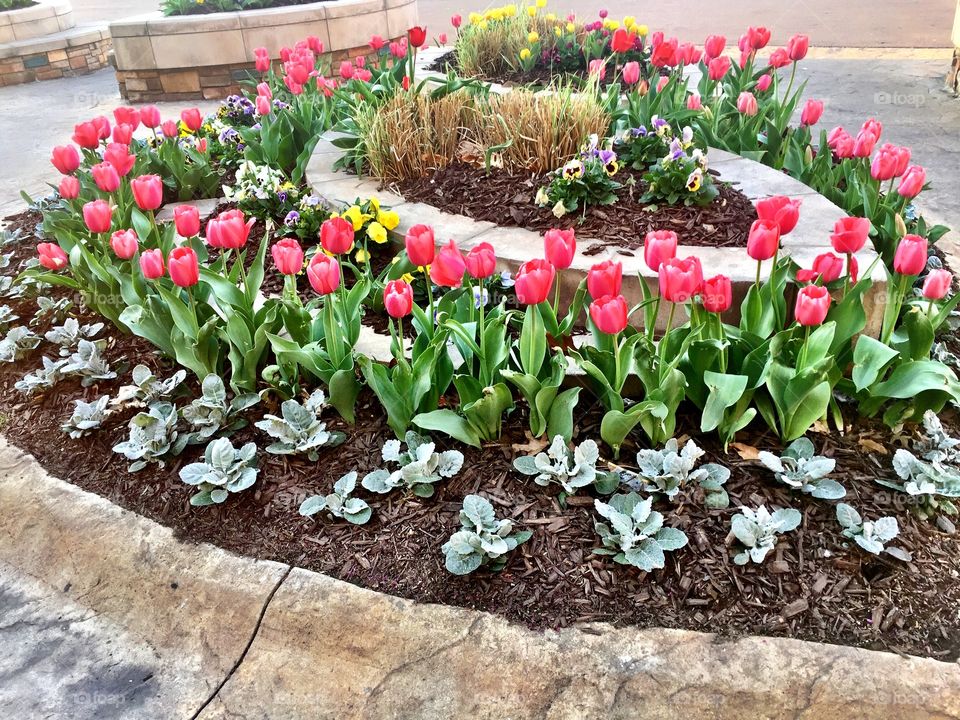 Spring Flower Bed