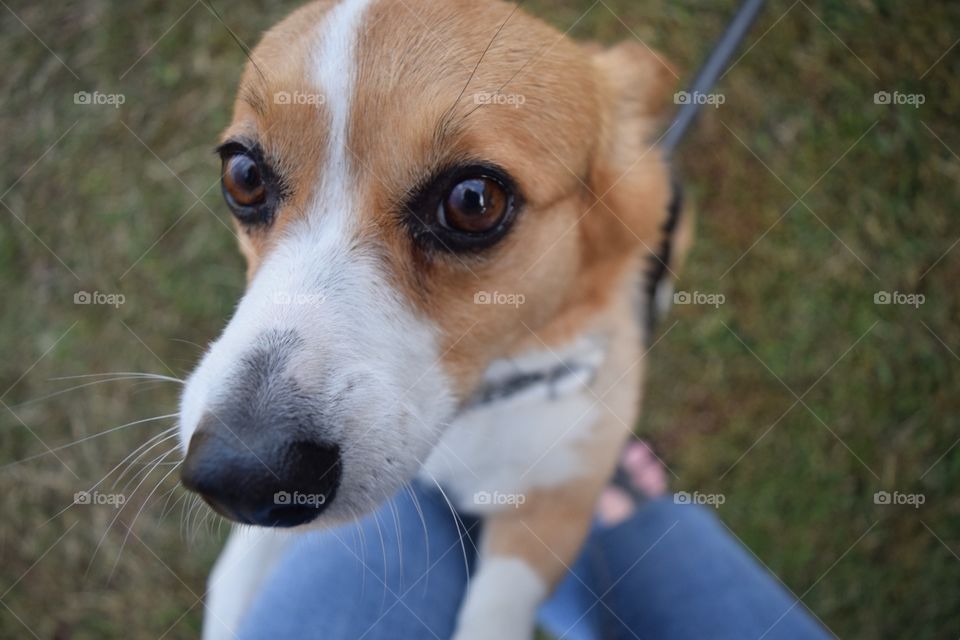 Close-up of dog