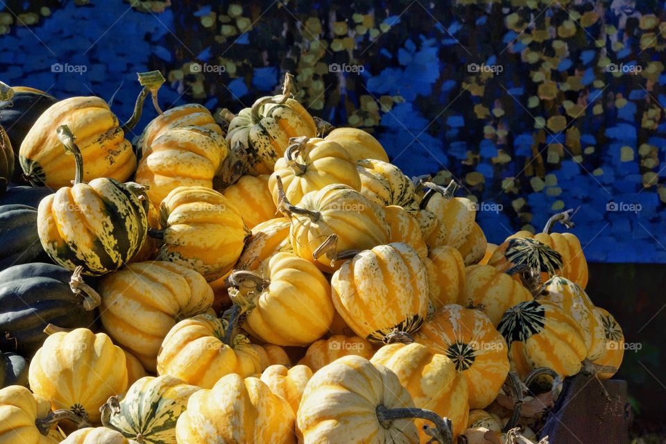 Yellow pumpkins