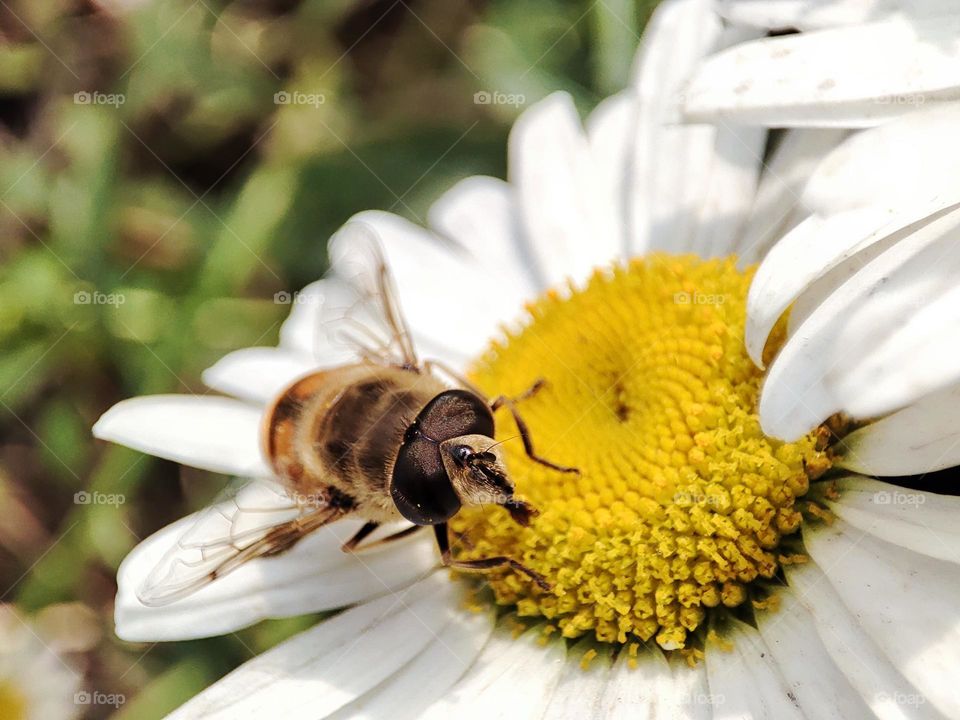 Honey bee on flower
