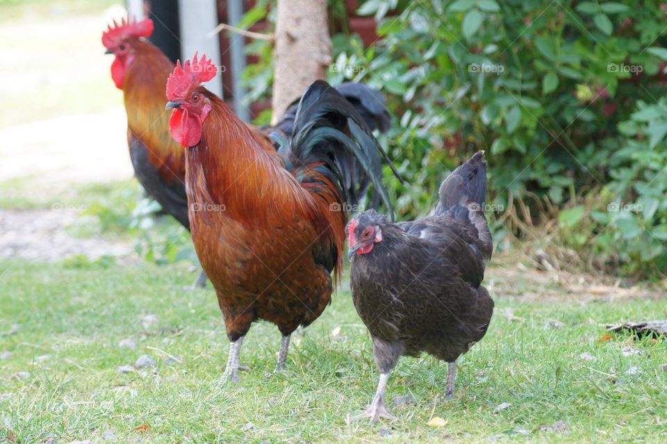 Rooster and hen