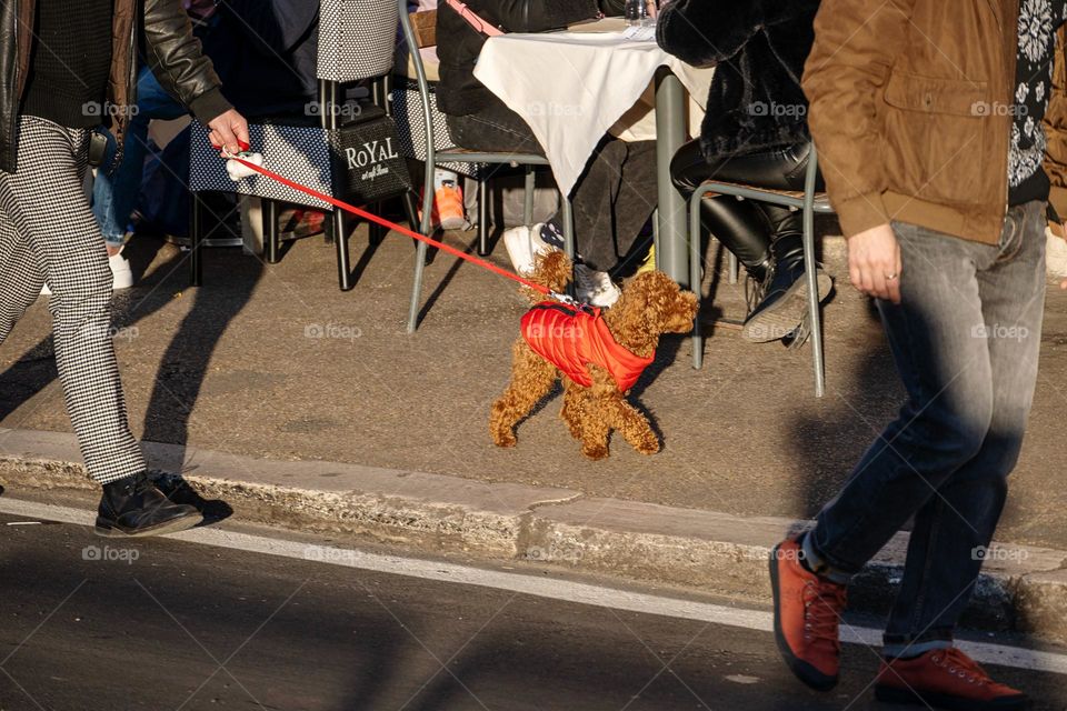 Dog walking in the city