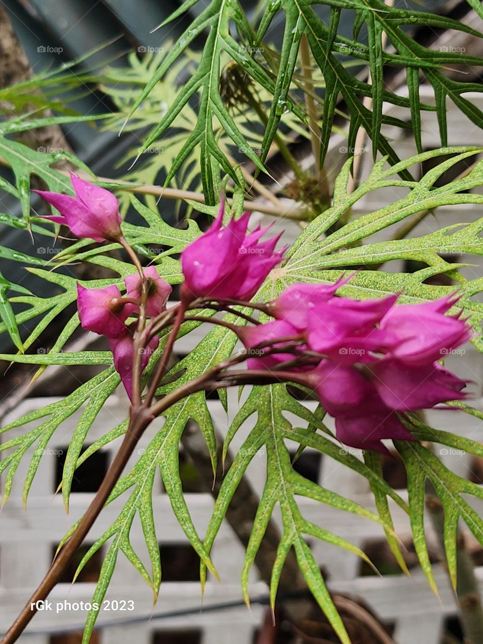 pink petals with white matrix