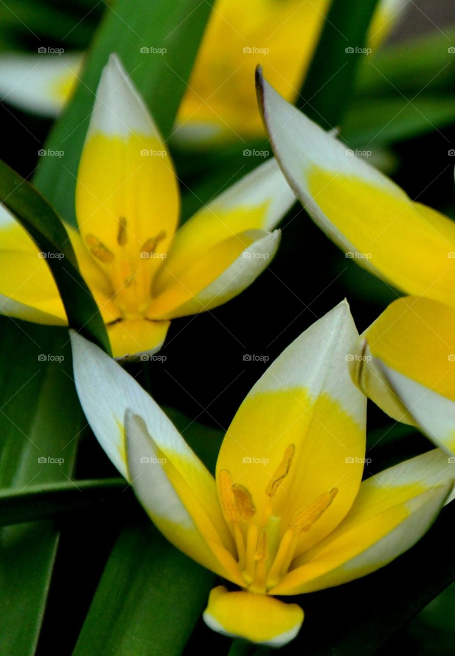 Flowerpower. Tulips