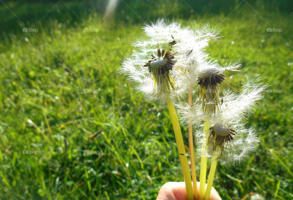 Dandelion, Grass, Nature, Summer, Flora