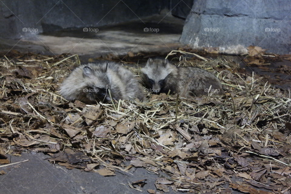 Foxs in Zoo
