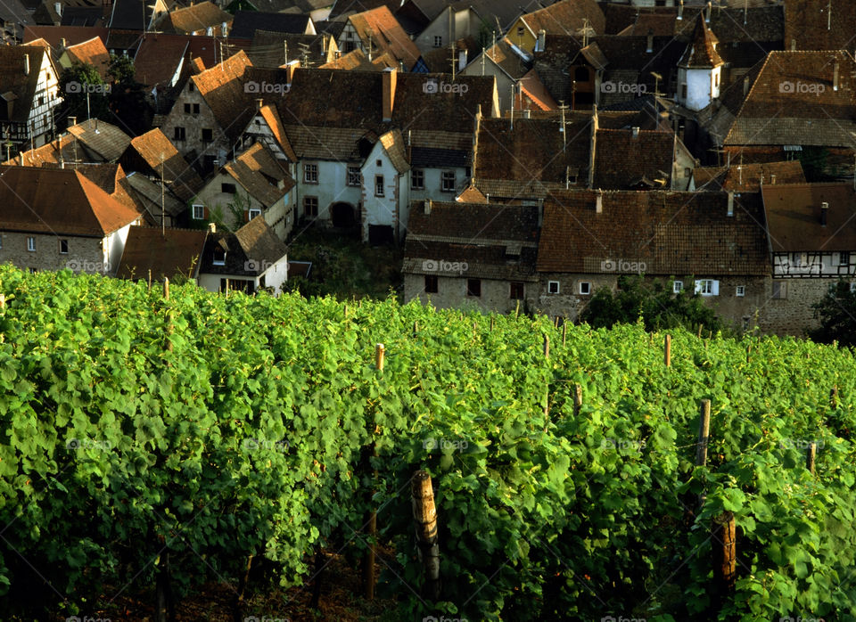 Vineyards Alsace France 