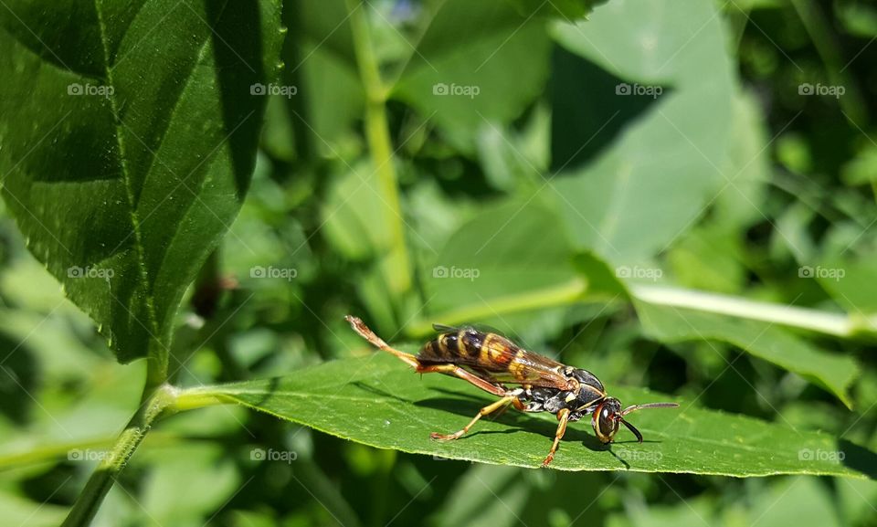 stretching wasp