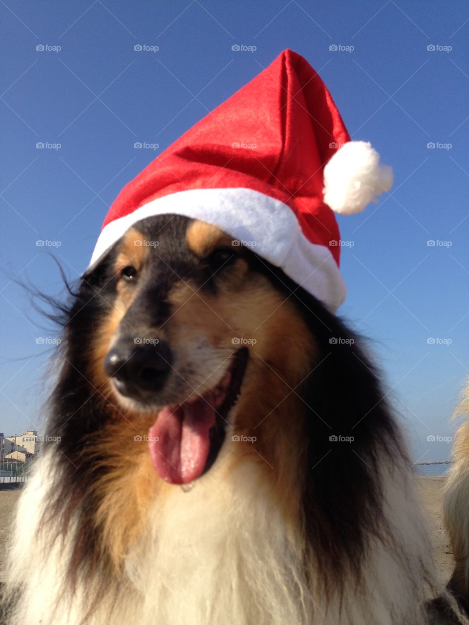 My collie dogs Lassie and Candy wearing a xmas hat, enjoying the autumn on the beach and celebrating the upcoming holidays waving hello