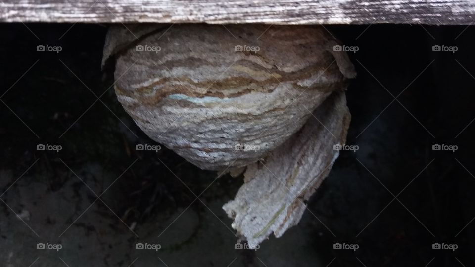 wasp nest