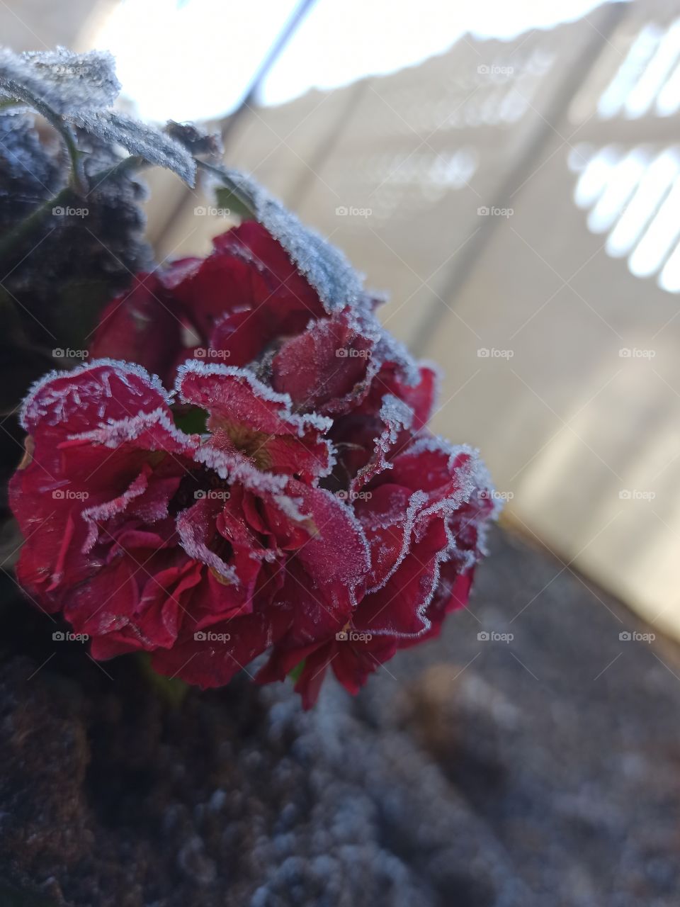 Morning autumn frost, rot roses