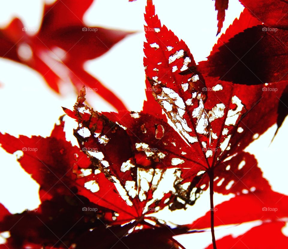 red maple leaves against the sky