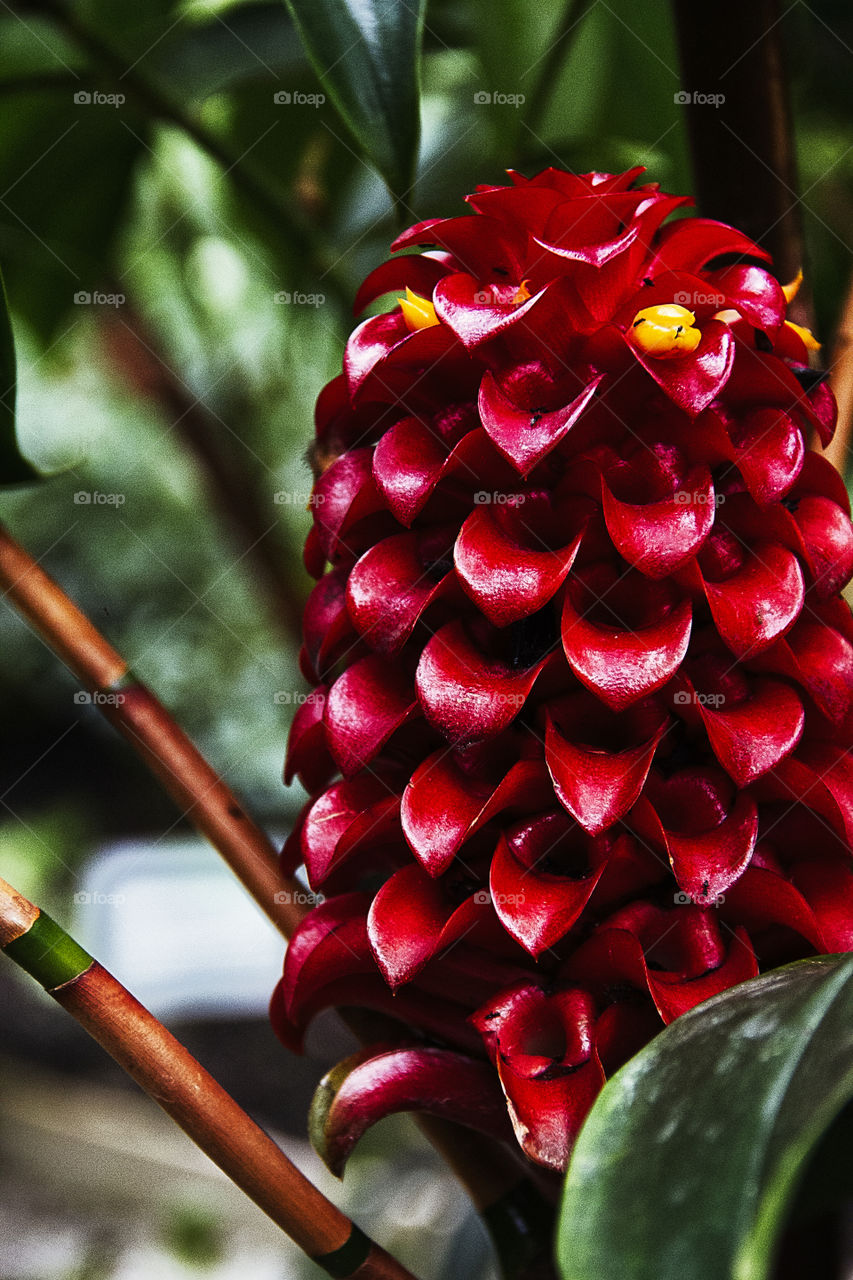 Close-up of a red flower