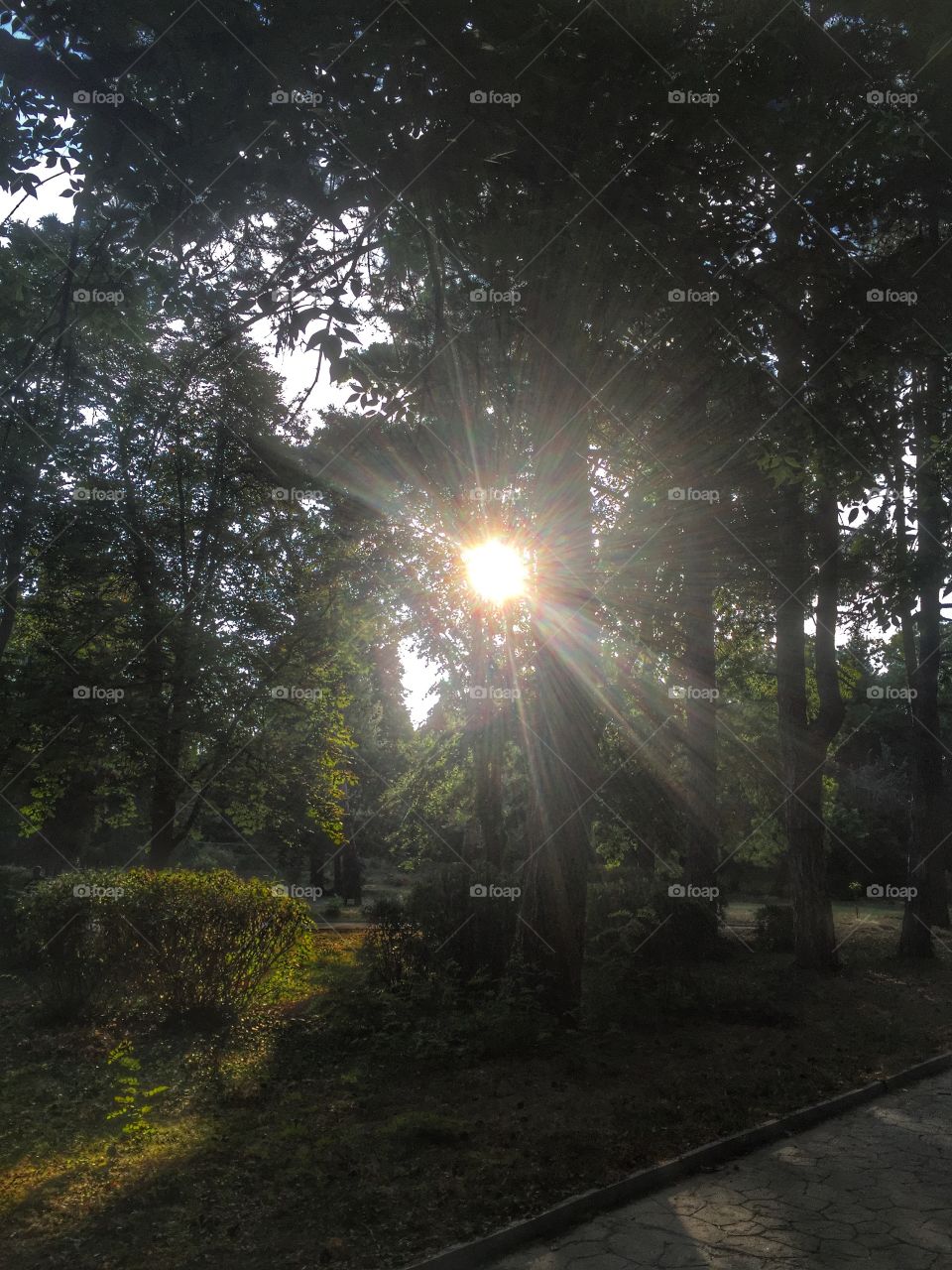 Early sunrise beams through trees in Bulgarian forest park 