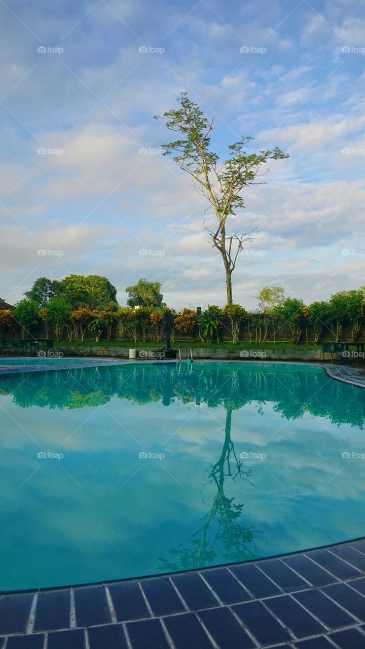 reflection if the tree in the pool