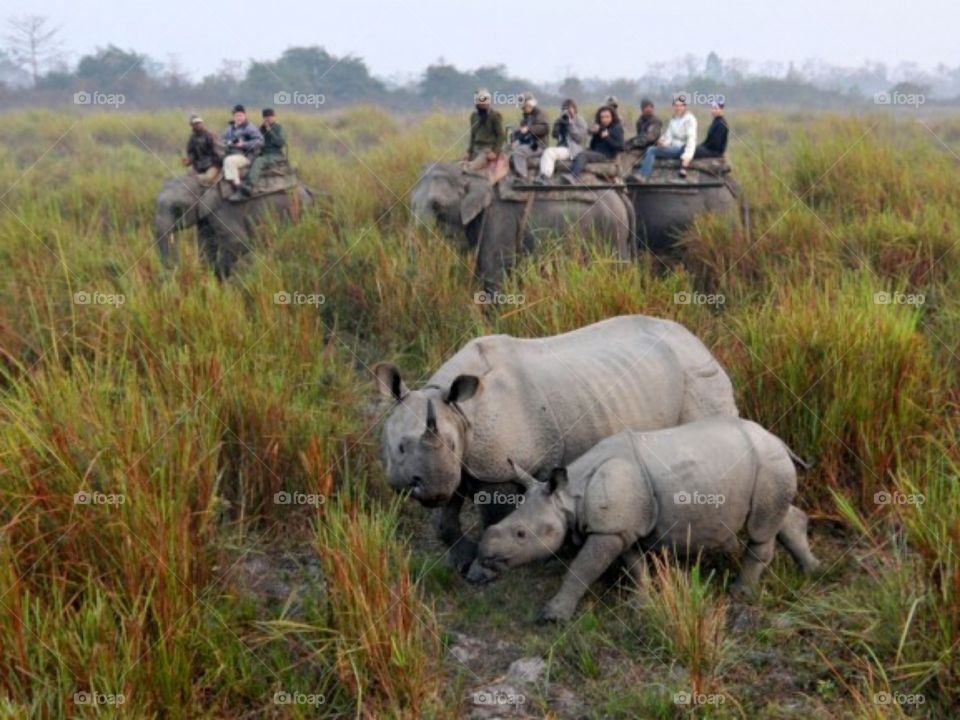 One horn rhino fro nepal