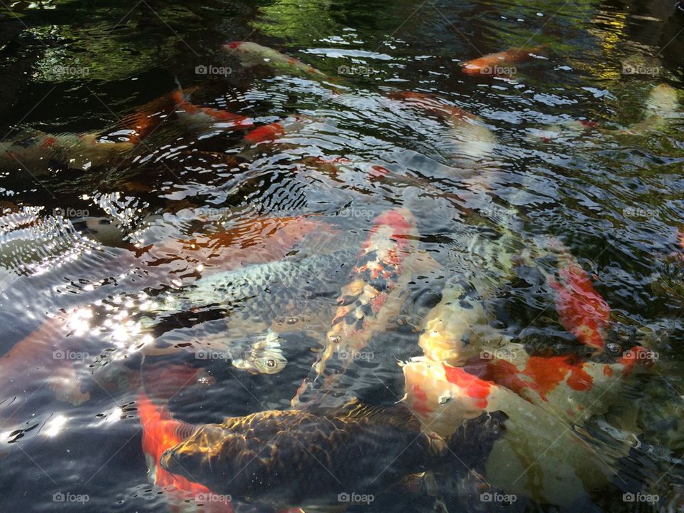Koi fishes in water