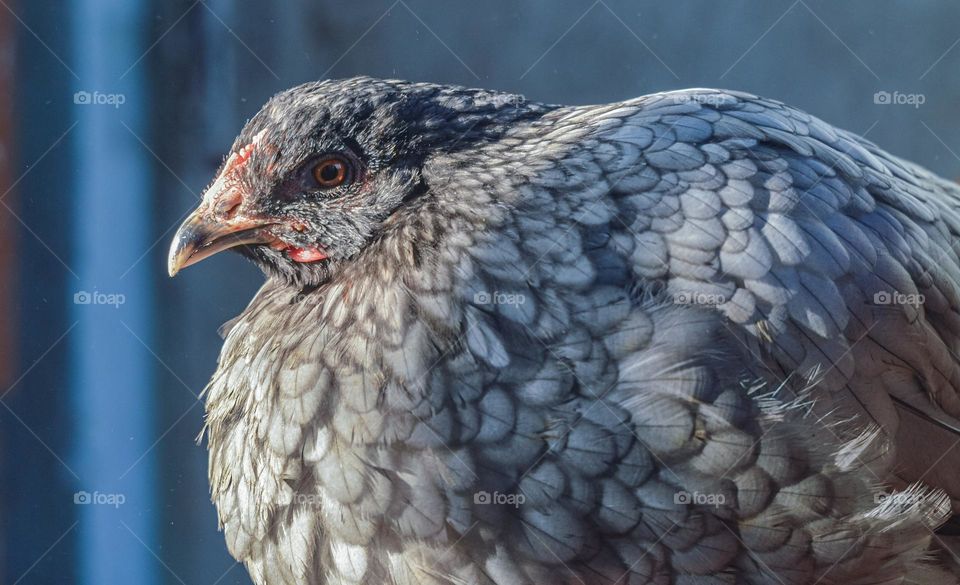Gray home chicken with interesting plumage