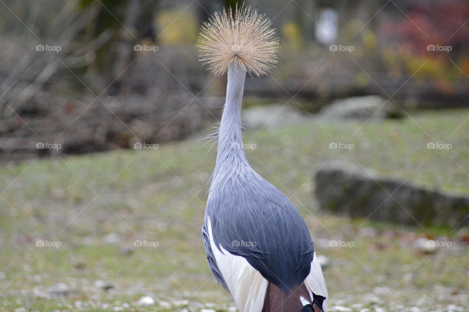 hair-headed bird