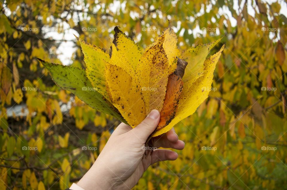 leaves