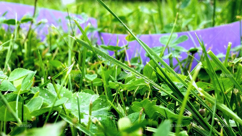 Wet grass