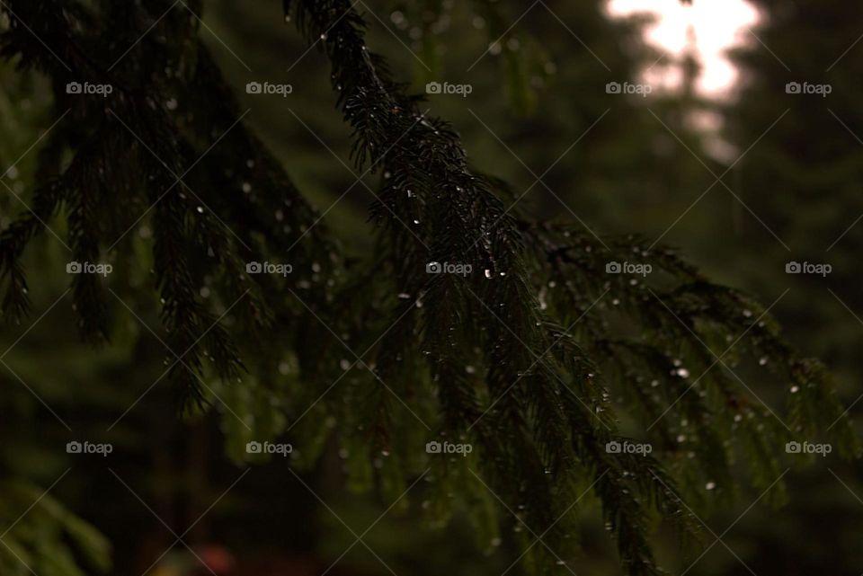 Droplets on a tree branch at the end of the day.