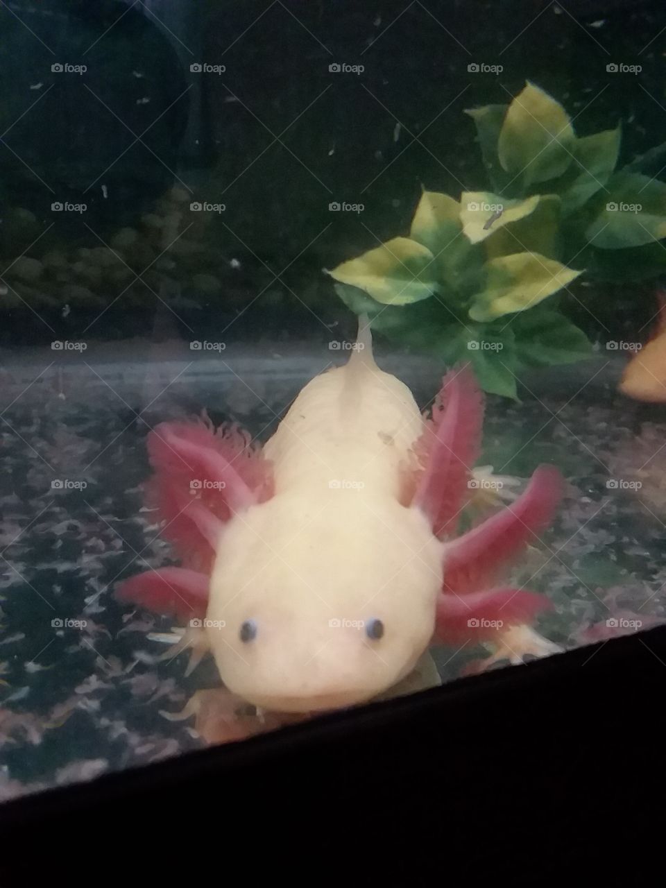 happy axolotl