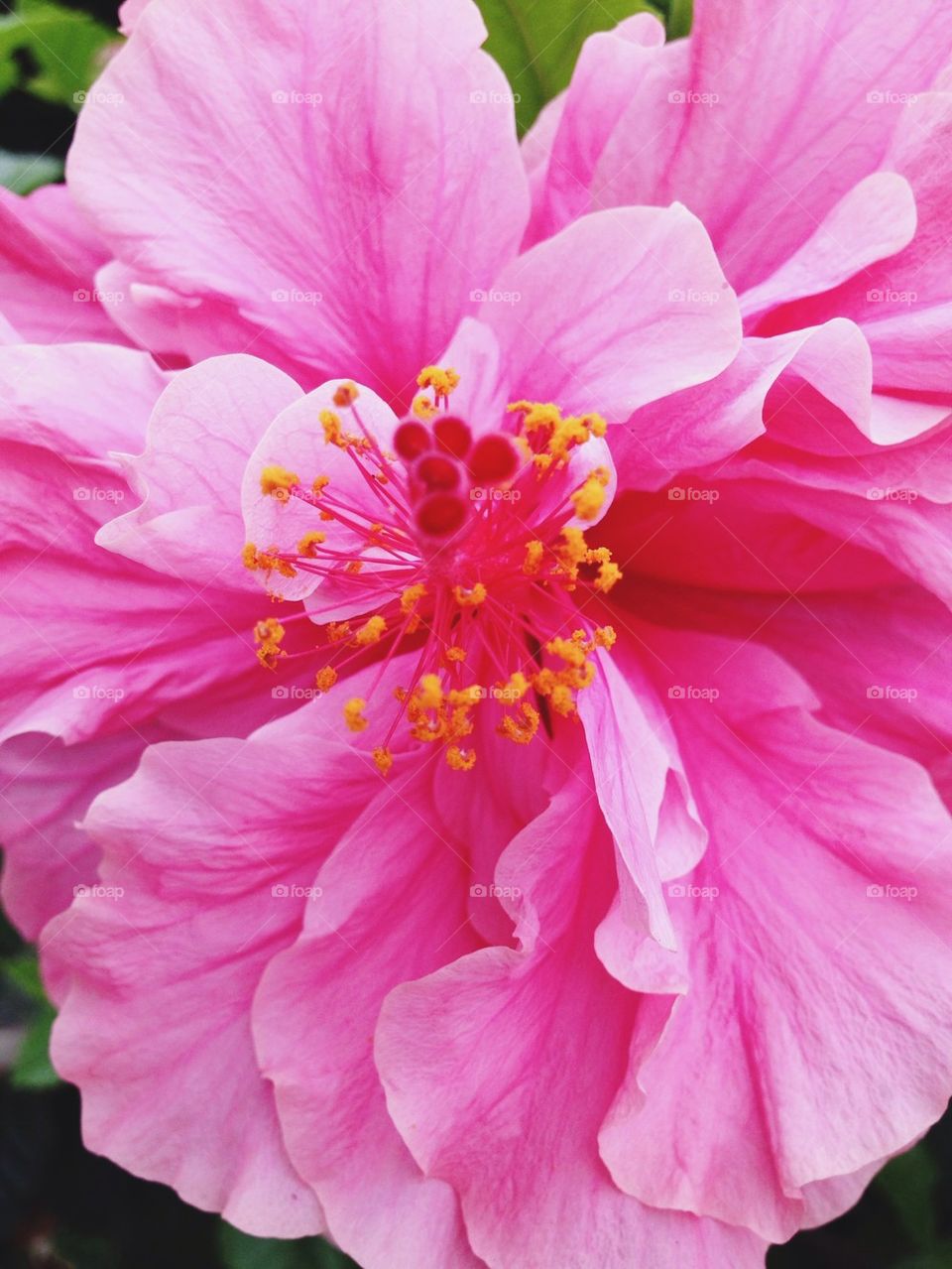 Pink Tropical Flower