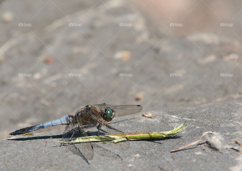 Dragonfly