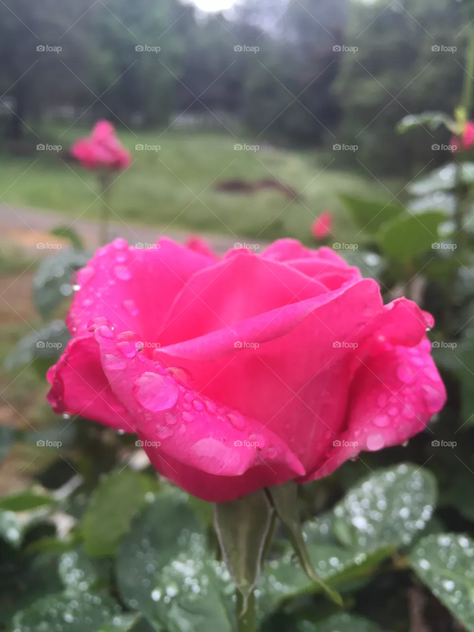 Flower, Nature, No Person, Leaf, Flora