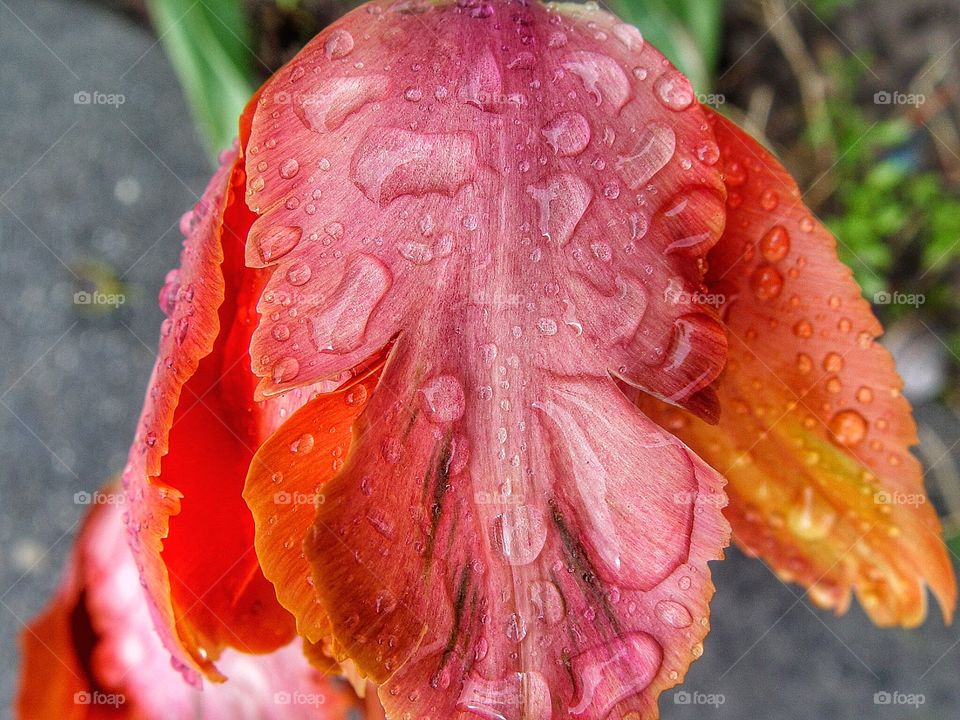 Rain on tulip 