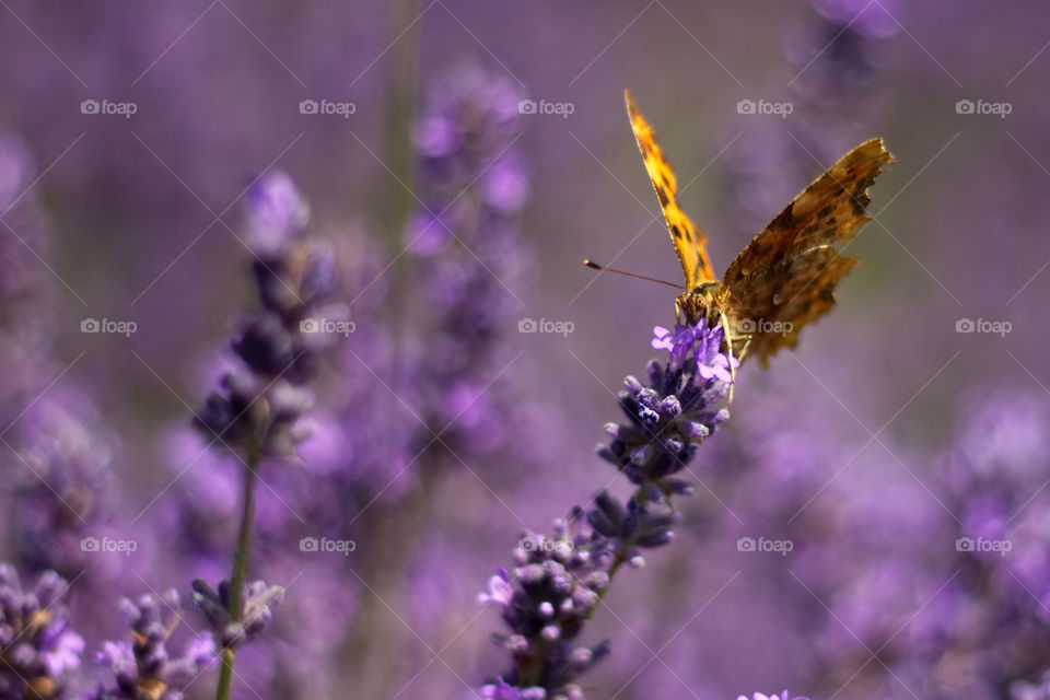 Butterfly on Summer Lavender