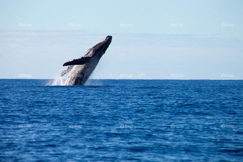 Mother whale teaching her calf how to breach off of the island of Maui 