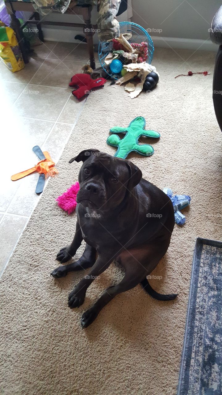 All those toys and nobody to play with...