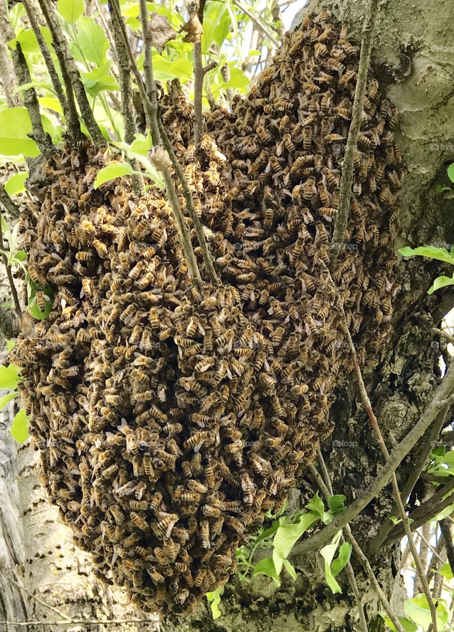 Honeybee Swarm in an Apple Tree 