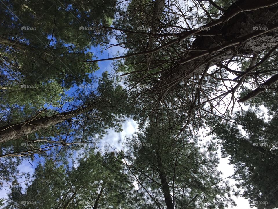 View of the pines above 