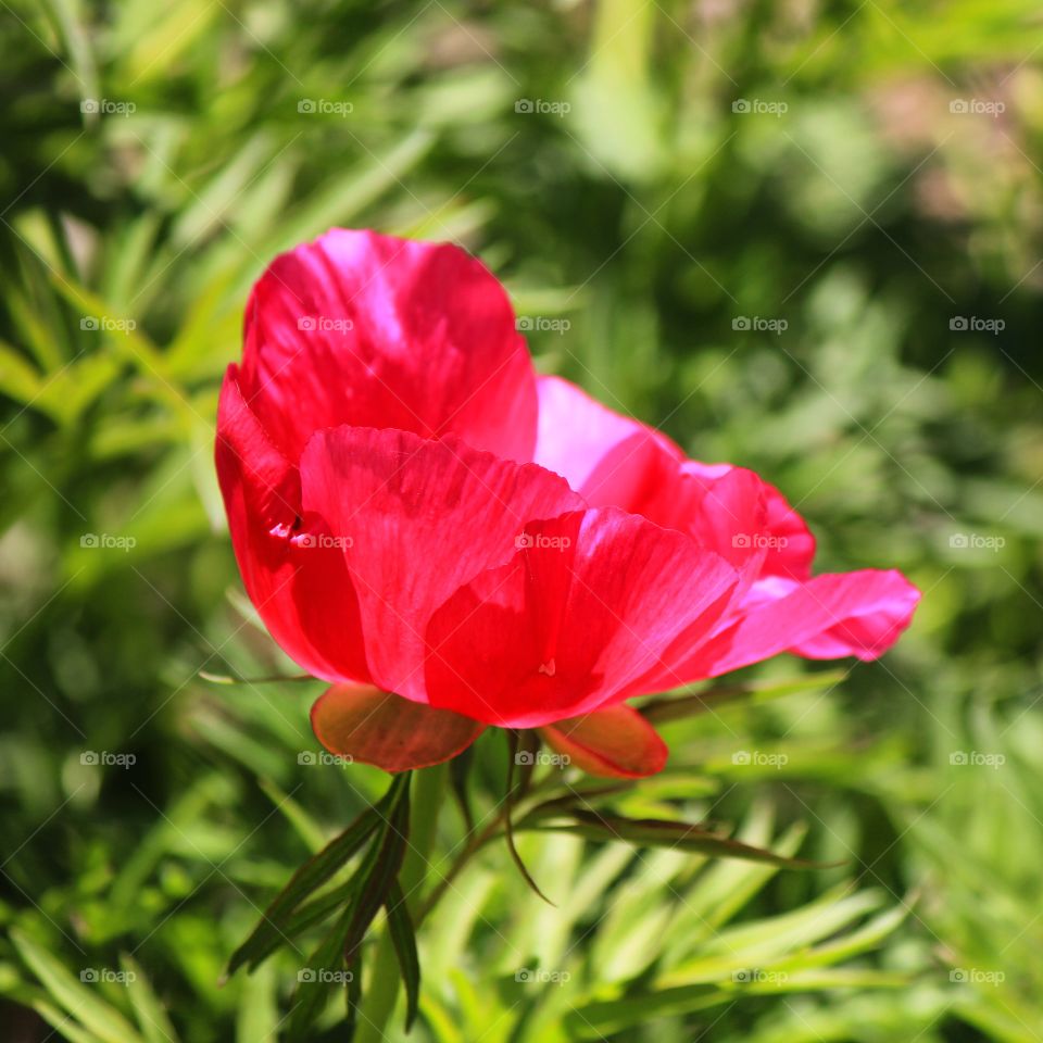 Peony love 