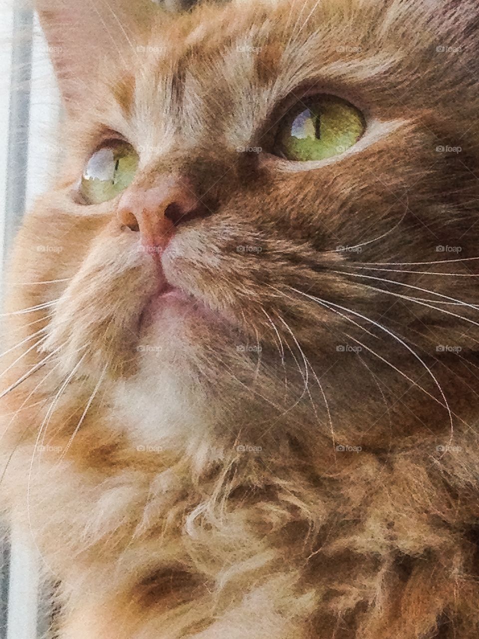 Close-up of Ginger cat