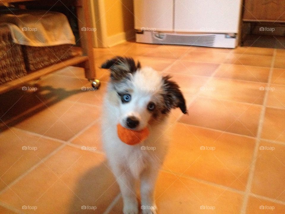 Puppy plays ball