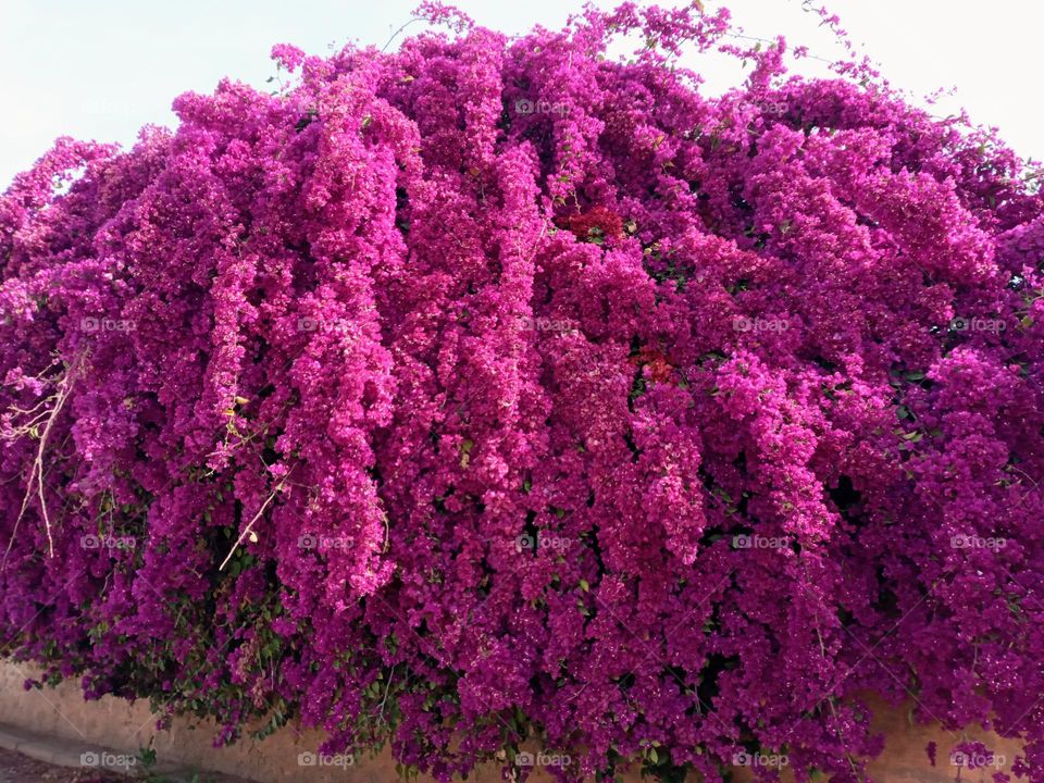 Bougainvillea