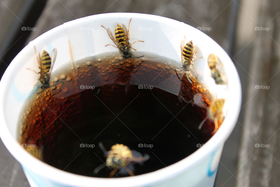 Wasp on Caffeine