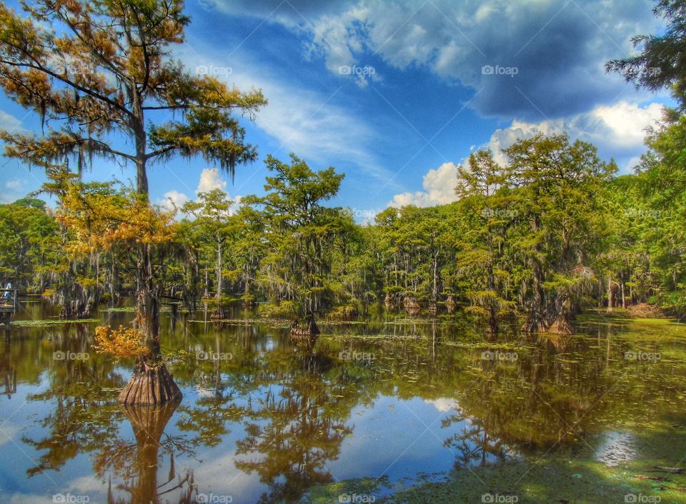 View of Caddo Lake, Texas