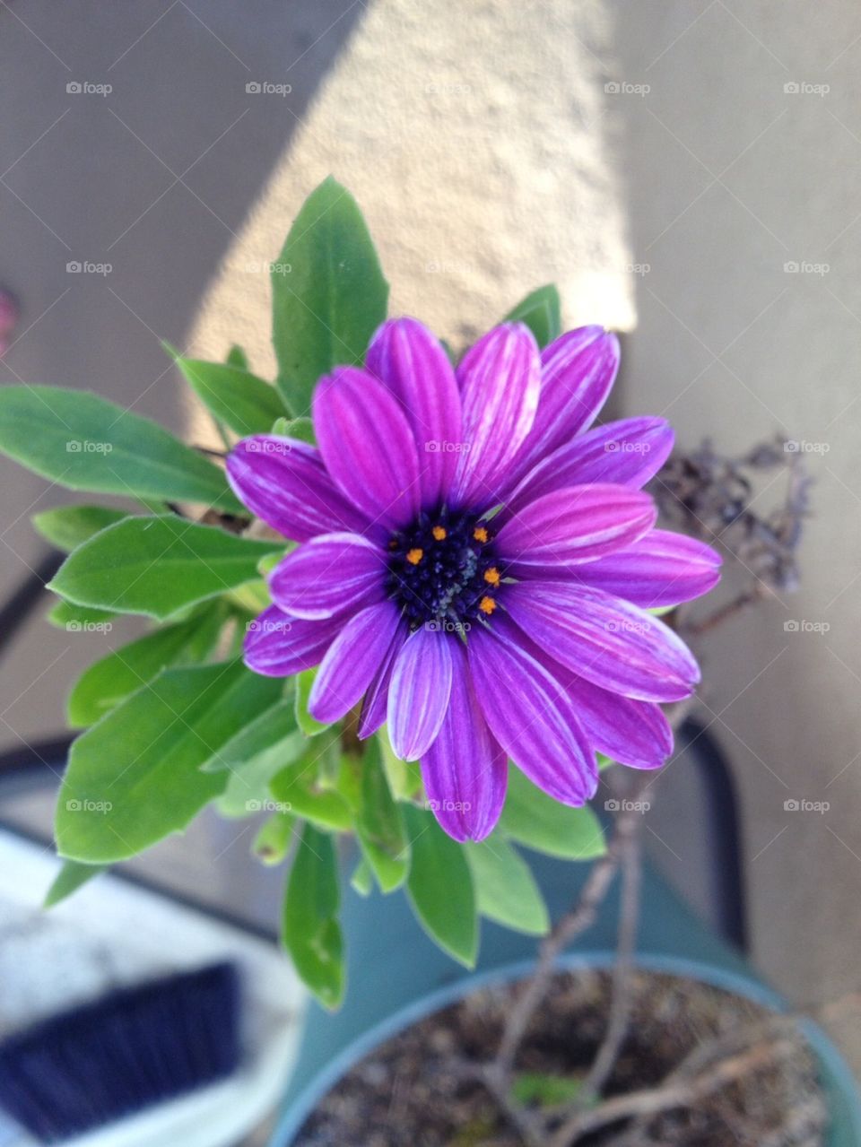Purple flower