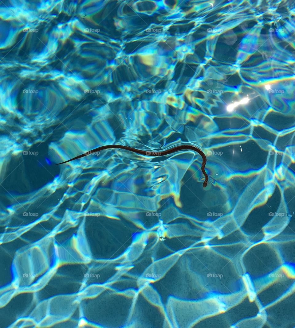 Water snake 