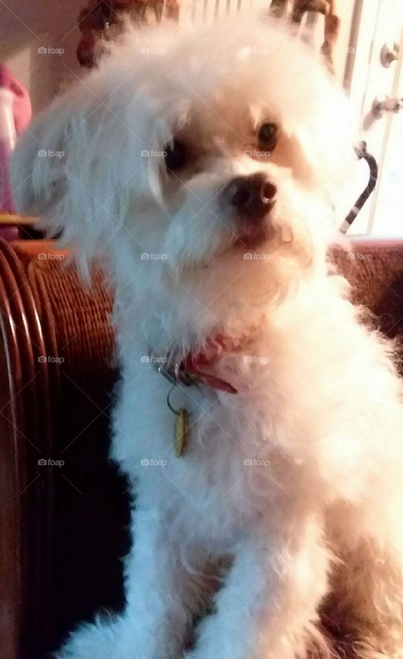 Did someone say "TREAT"?