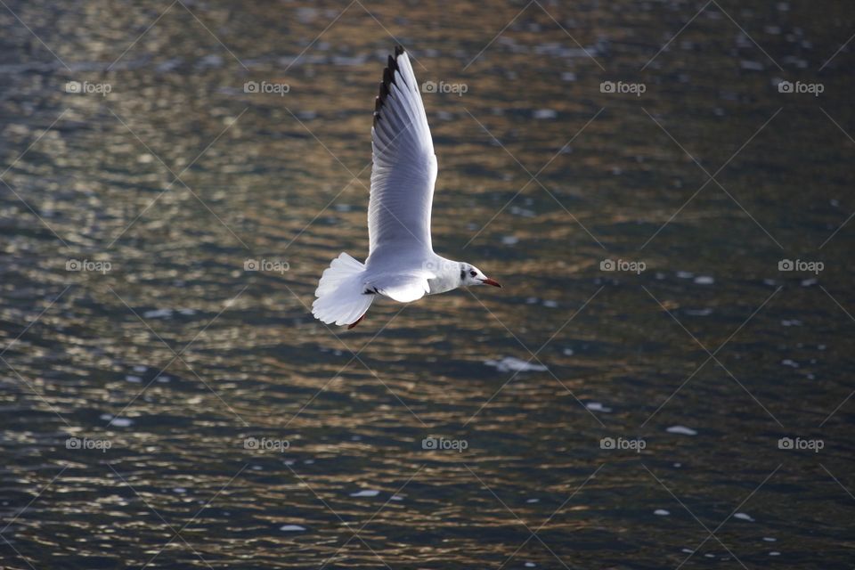 Seagull flying over water