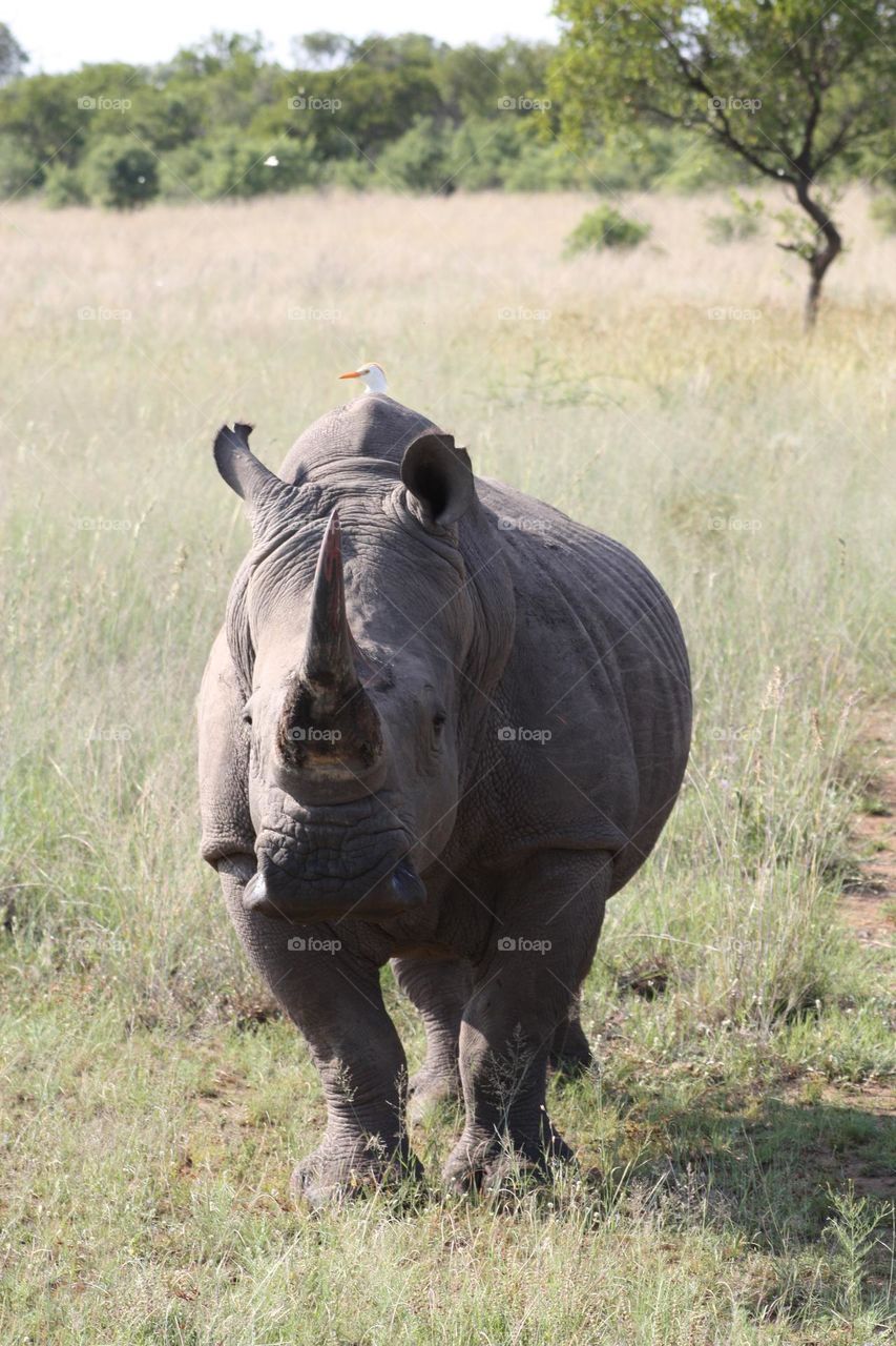 PROTECT. White Rhinos