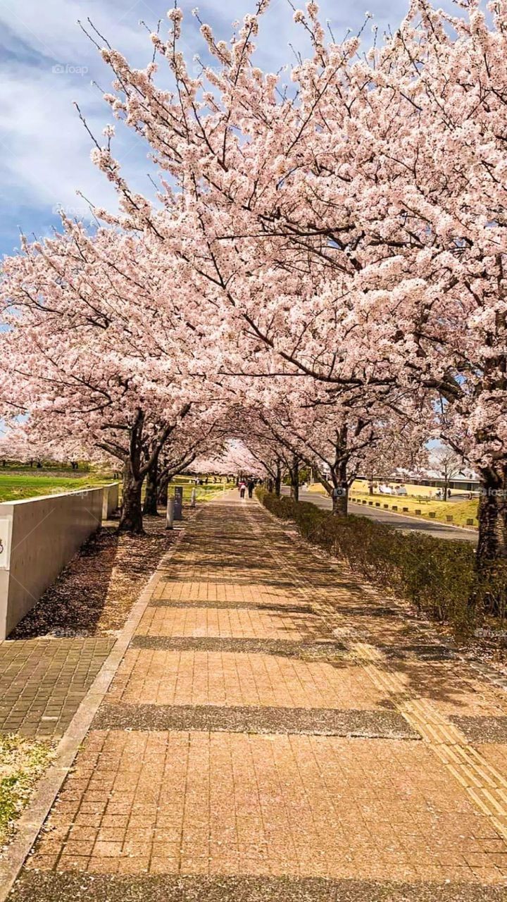 When it comes to nature, Japan is a lovely place to be. Don't forget to add to your travel list this place.