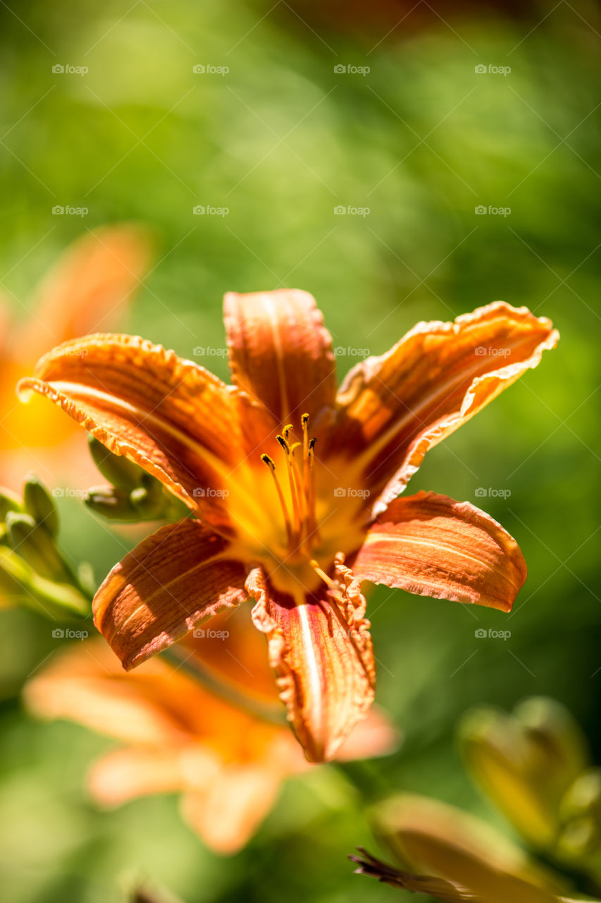 Close-up blooming lily flower